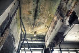 Why You Should Choose Our Mold Remediation Services in Roodhouse, IL